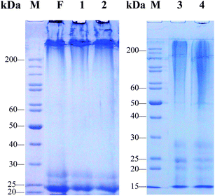 SDS-PAGE analysis of regenerated liquid silk fibroins prepared with different SD–FDSs. F: intact silk fibroin in vivo, (1) urea–LiBr, (2) SAEW–LiBr, (3) Na2CO3–LiBr, (4) Na2CO3–CaCl2 TS, M: standard gradient marker.