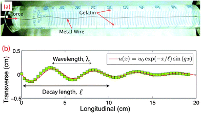 (a) Image of the experimental setup showing a compressed wire embedded in gelatin. (b) The deformation profile of the compressed wire in panel a, showing both short wavelength buckling and a decay length together with fit, as described in the main text.