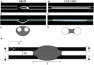 A wetting drop deposited on two parallel fibers can either adopt (a–c) a drop shape or (d–f) a column shape. Top (a and d) and side (b and e) views. (c and f) Sketch of the cross-section. (g) Sketch of the set-up.