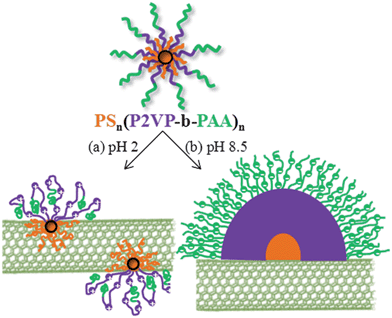 Schematic representation of the (PS34)22(P2VP136-b-PAA119)22 stars physisorbed onto MWCNTs at pH 2 (a) and pH 8.5 (b).