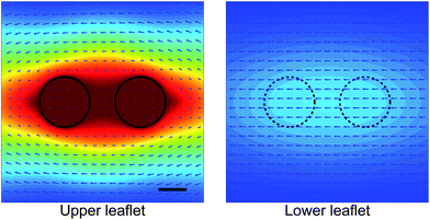 Calculated lipid flows around a two-cylinder composite object modeling a membrane-associated protein dimer in a supported lipid membrane. The dimer is embedded in the upper leaflet and pushed along the axis connecting the monomers. The presence of the dimer in the upper leaflet also affects the flow in the lower leaflet. The velocity field is drawn in the rest frame of the dimer, and the color map indicates the magnitude of the velocity measured relative to the dimer's velocity. Parameters chosen as in Fig. 11. Scale bar is 0.5 nm.