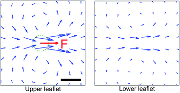 The velocity response to a force applied on the upper leaflet of a supported membrane has circulation, as noted in the text. The force is regularized over a size ε = 2 nm (dashed line). Scale bar is 5 nm. Membrane parameters are as in Fig. 11.