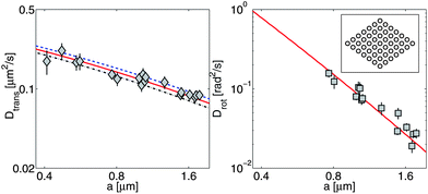 PPS28 data for translational diffusion (D̄, diamonds, left panel) and rotational diffusion (Drot, squares, right panel) of diamond-shaped domains compared to RS calculations (lines). Translational diffusion parallel to the long axis (D‖, dashed line) is faster than the diffusion perpendicular to it (D⊥, dash-dot line); D̄ is the solid line. D⊥/D‖ ranges from 0.83 to 0.87 over the range of values shown, with the largest anisotropy for a ≫ LSD, as we would expect from ref. 44 and 45. Translational and rotational data are fit independently from one another and yield different values for ηm (see text).  is the effective radius of the diamond, where S is the area of the domain. Inset: discretization of a diamond-shaped solid domain as a collection of blobs. A coarse discretization is shown; plotted results reflect the outcome of calculations involving thousands of blobs, extrapolated to infinite resolution.