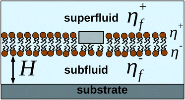 Illustration of a common experimental situation, with a protein embedded in one leaflet of the membrane, which is suspended above a solid support. For the geometry shown here, K+(q) = −η+fq and K−(q) = −η−fqcoth(qH).