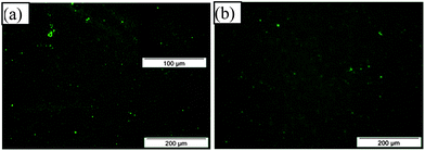 Fluorescence micrographs of FITC-tagged BSA chemisorbed onto glutaraldehyde surfaces. (a) The areas where the PS droplets masked the glutaraldehyde appear as circular patches with no fluorescence. Inset: a surface similar to that in (a), with dewetted hole size of approximately 100 μm. (b) Same film as in (a) after re-adsorption of FITC-tagged BSA on the previously empty circular patches. Line profiles of the images presented in ESI (Fig. S6).