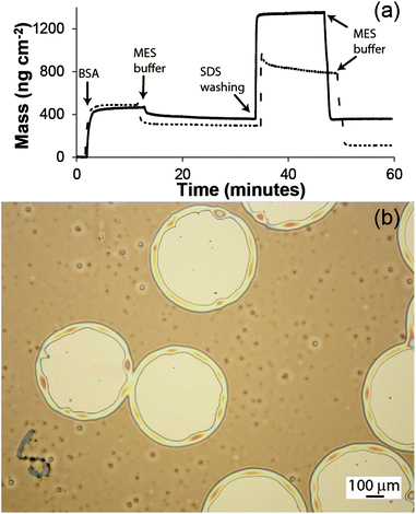 (a) QCM data for the adsorption of BSA on an EDC/NHS functionalised surface (solid line) and a carboxylic acid surface (dotted). (b) Optical micrograph of a PS film dewetted on a carboxylic acid surface.