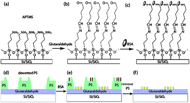 Top row: schematic representation of the chemical functionalization of a silicon wafer with (3-aminopropyltrimethoxy) silane (APTMS) (a), and glutaraldehyde (b) and chemisorption of BSA proteins (c). Bottom row: protein patterning was achieved by dewetting a PS film (d), chemisorption of BSA from solution (e, yellow ovals; red ovals are physisorbed BSA) and dissolution of the PS (f). Graphics not to scale.