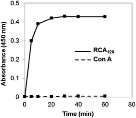 Lectin binding of (α-gal-CO2)65L20 vesicles versus time. Turbidity (absorbance at 450 nm) of (α-gal-CO2)65L20 vesicles (■) when mixed with lectin RCA120 (solid line) or Con A (dashed line), in PBS buffer. Data points are averages of three measurements. All glycopeptide concentrations = 3.3 mM.