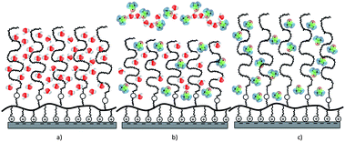 Schematic representation of conformational changes of dextran brushes in aqueous DMSO solutions due to changes in the solvent quality: (a) in pure water, (b) ϕ ∼ 50 vol% of DMSO in aqueous buffer and (c) ϕ ∼ 100 vol% of DMSO.