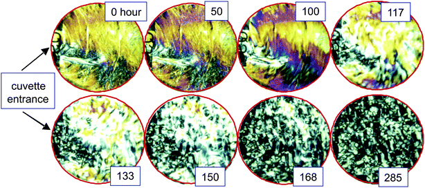 Depolarization images of the cuvette for various times, within the glass, at an fd-concentration of 13.6 mg ml−1. Flow sets in at the entrance of the cuvette. The initially shear-aligned morphology does not show a sign of relaxation before the flow sets in.