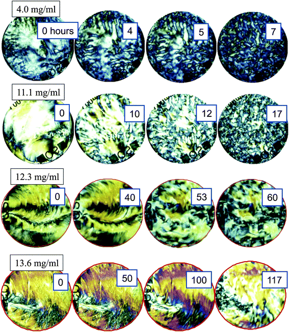 Depolarized images of the initial break up of textures as a function of fd-concentration. The concentrations of 4.0 and 11.1 mg ml−1 are below the concentration where the texture freezes, while the two higher concentrations 12.3 and 13.6 mg ml−1 are above the concentrations in the glass state. Images are taken at various waiting times, as indicated by the numbers in units of hours.