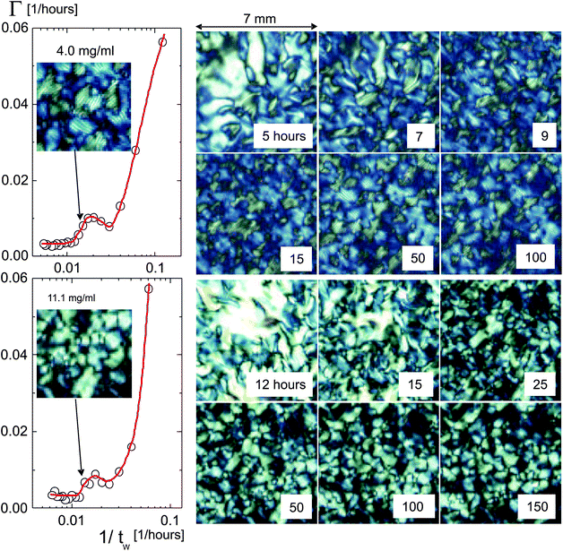 Initial decay rates of the image time-correlation functions for 4.0 mg ml−1 (upper plot), which is well below the concentration where the texture freezes, and 11.1 mg ml−1 (lower plot), which is close to that concentration, as a function of the inverse waiting time (notice the logarithmic scale). The decay rate Γ is large for short waiting times; it decreases rapidly, followed by a slight increase, after which the texture equilibrates and the decay rate attains a constant plateau value. Images of the texture morphology for several waiting times are given on the right, which span an area of 7 × 7 mm2. As can be seen from the inset images, which span an area of 3.7 × 3.7 mm2, for the lower concentration a chiral texture is formed, in contrast to the higher concentration. The arrows indicate the data point to which these images correspond.