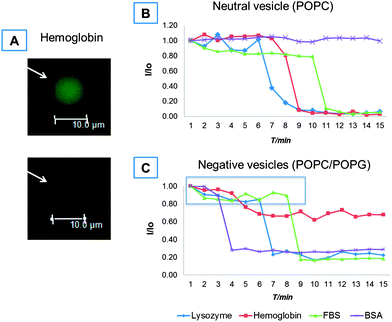 
            Fluorescence microscopy results for the effect of soluble proteins on GUV permeability against a soluble dye. A representative image of a single vesicle leakage event is given in (A). Representative leakage rate of an individual vesicle expressed as the ratio of real time intensity and initial intensity, I/I0, versus elapsed time on a GUV carrying either a neutral charge (B) or a net negative charge (C) upon exposure to lysozyme, hemoglobin, FBS or BSA. The protein concentrations used in (B) and (C) are those reported in Table 2.