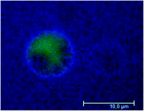 Determination of the effect of labeled BSA on negatively charged GUVs by wide field fluorescence microscopy, one hour after protein addition. Alexa 488 (green) was used to visualize the membrane vesicle's aqueous lumen. Vesicles were exposed to 1 μM Alexa 647-labeled BSA. These results are representative of three different replicates.