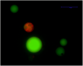 No significant leakage was observed by wide field fluorescence microscopy upon exposing negatively charged GUVs made of phosphatidylinositol (25 mol%) one hour after 50 μM BSA addition. Alexa 488 (green) was used to visualize the membrane vesicle's aqueous lumen. DilC18(5) was used to mark the lipid bilayer (red). These results are representative of three different replicates.