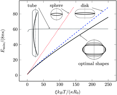 Minimal total elastic energy of the vesicle–polymer system as function of the scaled polymer stiffness ξkBT/(κR0). The scaled polymer length in the plot is L/(2πR0) = 4.9, corresponding to our Monte Carlo simulations in Section 3. The minimal elastic energies for various models are displayed together with an illustration of the corresponding vesicle and polymer shape: sphero-cylinder (thin solid line, marked “tube”), sphere (dotted red line, marked “sphere”), semi-toroidal disk (dashed blue line, marked “disk”), and optimized vesicle shape (thick solid line, marked “optimal shapes”). The optimal shapes are calculated as outlined in Appendix 2. They are calculated for ξkBT/(κR0) = 0, 2, 4, 6, 8 and 10, with the corresponding radii 1.0 × R0, 1.12 × R0, 1.16 × R0, 1.22 × R0 and 1.23 × R0 at the vesicle waist, respectively.