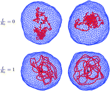 Snapshots of typical equilibrium configurations of a vesicle (blue color) containing a linear polymer (red color). Each of the two rows corresponds to a scaled persistence lengths ξ/R0 of the polymer as indicated; the two images in each row show the same system (i.e., the same microstate) from two different viewpoints. The vesicle has a bending stiffness κ = 10kBT, and the polymer has a scaled length L/(2πR0) ≈ 4.9. The polymer is modeled without accounting for self-avoidance. The black dot denotes the center of mass of the vesicle–polymer system.