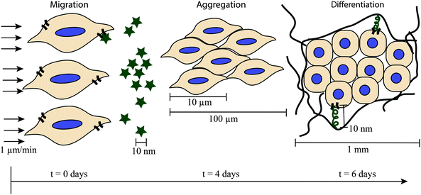 Complex cellular processes key time and size scales. The formation of pre-cartilage condensations illustrates the complex nature of cellular processes and the need for control of the cell microenvironment over multiple time and length scales for examining them. The cell microenvironment is highly dynamic, and cells migrate, aggregate, and begin synthesizing ECM proteins within the first week of embryonic development (chicken wing model).9 The cells migrate in response to chemotactic agents (represented by stars) or physical gradients. Once the cells aggregate, they begin differentiating, accompanied by changes in gene expression and protein production. Cells interact with the matrix they synthesize through ligands (squiggles) and cell receptors (curved lines on cell border).