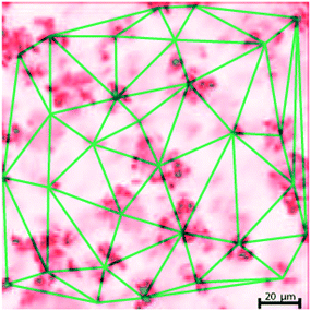 Confocal microscope slice image of the spray-coated surface tagged with a red Nile dye and imaged at the mid-plane. The overlaid lines correspond to the Delaunay triangulation of the centroids of the individual microtextured features (determined from the ImageJ software), and is used to determine the mean periodicity 〈L〉.