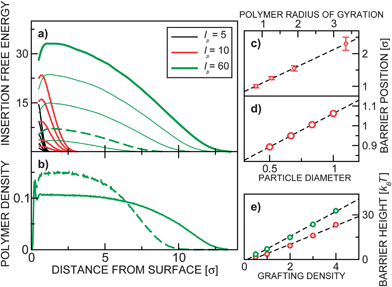 (a) The insertion free energy profiles for disordered grafting. Each of the three family of curves show insertion free energy for various ρ = 0.5, 1, 2, 3, 4. (b) The monomer (blob) vertical density profile for lp = 60 and ρ = 4 (bold green), ρ = 1 (dashed green). The position of the free energy barrier (in the case of disordered grafting) as a function of (c) polymer size and (d) colloid size is presented. (e) shows the barrier height as a function of the grafting density for lp = 10 (red) and lp = 60 (green).