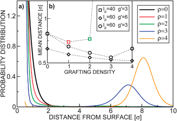 (a) Normalized probability distributions p(z) = exp(−βF(z))/∫exp(−βF(z))dz for lp = 40, g′ = 3 and various grafting densities ρ = {0, 1, 2, 3, 4}. (b) The mean distance of the centre of the colloid from the surface z as a function of the grafting density ρ at various parameters lp and g′. Due to the hard-core of the colloids, the lowest accessible distance is z = 0.5. The dotted lines are guides for the eye.