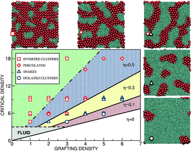 Phase behavior as a function of the polymer grafting density and the external pressure. Various lateral patterns are depicted by symbols: isolated towers (blue circles), “walls” (blue triangles), percolating structures (red diamonds) and inverted towers (red squares). The black lines separating the phases are lines of constant surface coverage η. The white lower region is “super-critical”: no colloids penetrate the brush. The grey-shaded region depicts the regime where the colloids do penetrate but the effective polymer density is too small to induce particle ordering. The extent of the fluid region depends on the physical parameters, especially on the colloidal excess density and size. Presented here is the case of σ = 1 μm silica colloids in water; for smaller colloids the boundary of the fluid region would shift upwards. Top-view snapshots from the simulations displaying the lateral morphology are shown at the side and marked by the same symbols. The critical density is ρ0 = 6.0 with g′ = 6.0, lp = 40.