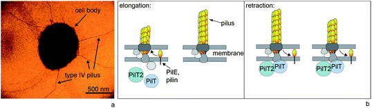 Type IV pili are dynamic polymers. (a) Transmission electron micrograph of Neisseria gonorrhoeae. (b) Simplified molecular mechanism of T4P elongation and retraction. The major pilin subunits are stored in the inner membrane. During polymerization, they are integrated into the elongating pilus. Supported by the retraction ATPase PilT, the T4P depolymerizes and most likely the pilins are reinserted into the inner membrane.