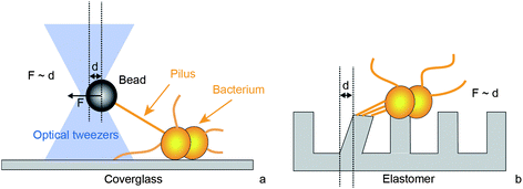 Experimental setups for characterization of force generation by type IV pili. (a) Laser tweezers. A micro-bead is trapped by laser tweezers. When a T4P binds and retracts it pulls the bead out of the center of the laser trap. By tracking the position of the bead, the length change of the T4P is measured with nanometer-resolution. The optical restoring force F increases with the distance d from the center enabling force measurement. This assay is useful for characterizing single T4P dynamics at high resolution. (b) Polyacrylamide micropillars. T4P adhere to adjacent pillars and deflect them by a distance d through retraction. By tracking the pillar position, the dynamics of T4P length change and the force F generated can be measured. This setup is useful for static force measurements and for force measurement by multiple T4P.