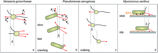 Coordination of type IV pili for surface movement. (a) In round N. gonorrhoeae T4P are distributed around the cell body. Their relatively smooth movement is consistent with a tug-of-war mechanism. (b) In rod-shaped P. aeruginosa T4P are polar. Their jerky crawling movement is consistent with a tug-of-war which is dominated by the rupture of T4P from the surface. (c) Walking of P. aeruginosa with the cell body oriented vertically shows low persistence in agreement with uncoordinated pilus retraction. (d) Rod-like M. xanthus show slip–stick movement resulting from interactions with secreted extracellular polysaccharides (EPS). Red: pili attached to the surface; black: pili detached from the surface.