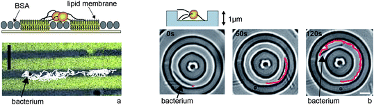 Type IV pilus driven motility can be guided by microstructures. (a) Physico-chemical surface properties control motility of N. gonorrhoeae. Bacteria move along BSA stripes but hardly enter the fluid lipid membrane. (b) M. xanthus is trapped in grooves of 1 μm height (adapted from Meel et al.40). Full lines: tracks of individual bacterium. Scale bars: 5 μm.