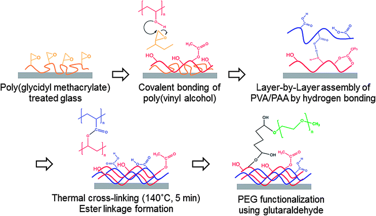 Procedure for the fabrication of PEG-functionalized PVA/PAA multilayer film on glass substrate.