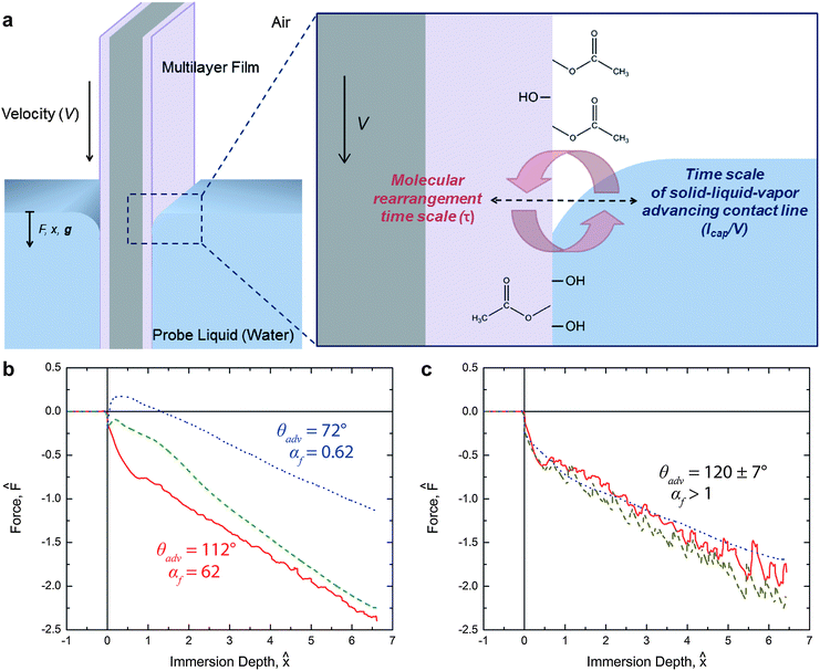 (a) Schematic of the PEG-functionalized PVA/PAA multilayer film undergoing surface reconstruction during the first tensiometric immersion in water. Hydrophobic moieties are represented by acetate groups and hydrophilic groups, such as PEG and carboxylic acid groups, are represented by hydroxyl groups; (b) force trace for the first immersion of the PEG-functionalized PVA/PAA multilayer film into water at 30 °C occurring at three different rates. Solid red (), dashed green (), and dotted blue () lines correspond to instrument speeds of 1.0 mm s−1, 0.1 mm s−1, and 0.01 mm s−1, respectively; (c) force trace for first immersion of the same surface into water at 10 °C. Colored lines correspond to the same rates as in (b). The values of αf are 186, 18.6, and 1.86 for the three instrument speeds of 1.0 mm s−1, 0.1 mm s−1, and 0.01 mm s−1, respectively.