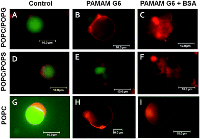 BSA enhances the impact of PAMAM G6 dendrimers on the integrity of negatively charged vesicles only. GUVs with three different lipid compositions were used: (A–C) POPC–POPG at a molar ratio of 75 : 25, (D–F) POPC–POPS at a molar ratio of 75 : 25, and (G-I) POPC only. DiD-C18 (red) and Alexa 488 (green) were used to visualize the membrane and the vesicle aqueous lumen, respectively. Vesicles were analyzed by fluorescence microscopy up to 1 h after addition of buffer (control: A, D and G), PAMAM G6 alone (B, E and H), or PAMAM G6 pre-incubated with BSA (C, F and I). For POPC–POPG and POPC/POPS vesicles the concentrations of PAMAM G6 and BSA were 0.5 μM and 5 μM, respectively. A 10 times higher BSA and PAMAM G6 concentration was used for pure POPC vesicles. BSA (5 μM) alone did not affect the vesicles (ESI, Fig. S2).