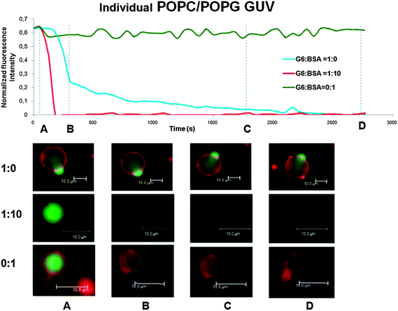 Fluorescence intensity traces versus elapsed time for leaking vesicles upon addition of 0.5 μM dendrimers in the absence and presence of BSA (5 μM) for POPC/POPG vesicles. The figure also includes the control signal for GUVs exposed to 5 μM BSA only. The background (0.35 a.u.) was subtracted from the signal and the change in fluorescence intensity was normalized to the fluorescence intensity before exposure to PAMAM G6 or PAMAM G6–BSA. Distinctive confocal images for each set of experiments are shown for the time frames marked by the broken line. The vesicle membrane was imaged with DiD-C18 (red) while the vesicle aqueous lumen was imaged with Alexa 488 (green).