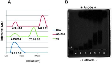 Physical–chemical behavior of BSA–G6 complexes. (A) Dynamic light scattering measurements for BSA (150 μM), G6 (40 μM) and G6–BSA mixtures 1 : 10 (15 μM BSA + 1.5 μM PAMAM G6). Upon mixing dendrimers with BSA, large aggregates are formed. The indicated values for the apparent hydrodynamic radii (RappH) represent mean ± SD for 4–6 independent measurements. (B) Agarose gel electrophoresis for 9 μM PAMAM G6 dendrimers upon increasing concentrations of BSA. Samples from left to right consist of a PAMAM G6 to BSA molar ratio of 1 : 0 (lane 1), 1 : 1.5 (lane 2), 1 : 8 (lane 3), 1 : 16 (lane 4), 1 : 33 (lane 5), 1 : 66 (lane 6) and 1 : 100 (lane 7), while lane 8 corresponds to 75 μM BSA without dendrimers. Complexes of dendrimer and proteins stay close on the wells at the cathode side, while unbound proteins show a larger migration.