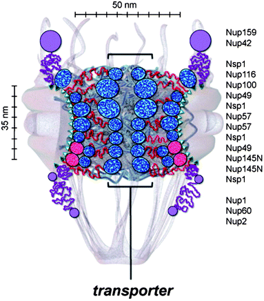 An overview of the likely positions for different types of nups within the NPC, as derived from a “jigsaw puzzle approach”. The nups have a collapsed/extended dichotomy. The extended nups would be responsible for the “central plug” or “central transporter” mentioned previously. Reproduced from Yamada et al. (2010)25 with permission. Copyright ©2010, The American Society for Biochemistry and Molecular Biology.