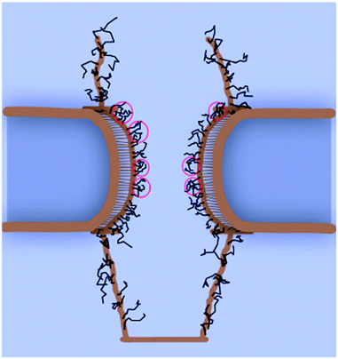 Snapshot from a equilibrated MD simulation of a simplified model of nups in the pore. The black lines represent the nups, in a conformation near the walls of the channel, Reproduced from Moussavi et al. (2011)35 with permission, Copyright ©2011, Elsevier.