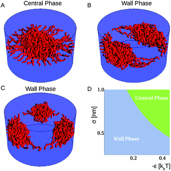 Monte Carlo simulation results (A–C) corresponding to central and wall phases for the same parameters. One may also observe a further distinction of wall phases, in terms of the number of clumps at the wall corresponding to different (meta)stable configurations. Also shown is a phase map (D) of likely conformations of polymers tethered in a cylindrical geometry will reside, for the ε and σ defined by eqn (1), in a pore of radius 25 nm, with 40 nups of length 100 nm and segment length 1 nm. As one increases the strength of the attractive interactions between the nups, there is a greater likelihood for polymers to be found in the centre of the pore (green), whereas for weaker interactions the polymers are more likely to be found near the wall of the pore (blue). Adapted from Osmanovic et al. (2012).50