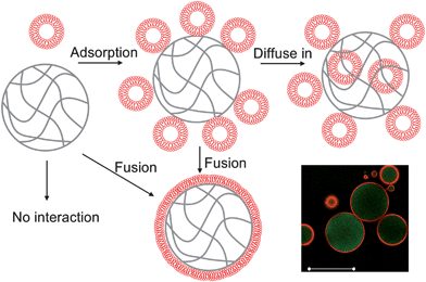 Schematics of possible liposome–hydrogel microparticle interactions. Liposomes can be adsorbed onto the gel surface and may also be internalized by the gel. Fusion may also occur to form SLBs. The confocal fluorescence micrograph on the bottom right corner shows a green fluorescent cationic gel (with adsorbed calcein dye) with a DOPG liposome (rhodamine labeled) layer on the surface. Scale bar = 50 μm. The third possibility is to have no interaction.