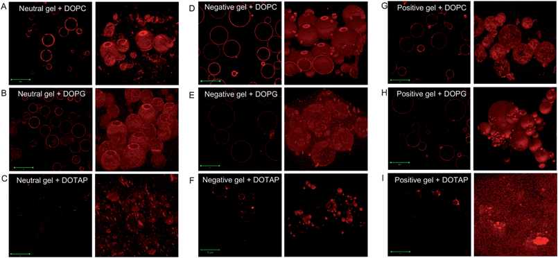 Confocal fluorescence micrographs of the liposome–gel complexes with various charge combinations. The left panels are slices of the cross-sections and the right panels are the re-constructed z-stack images. The scale bars are 50 μm.