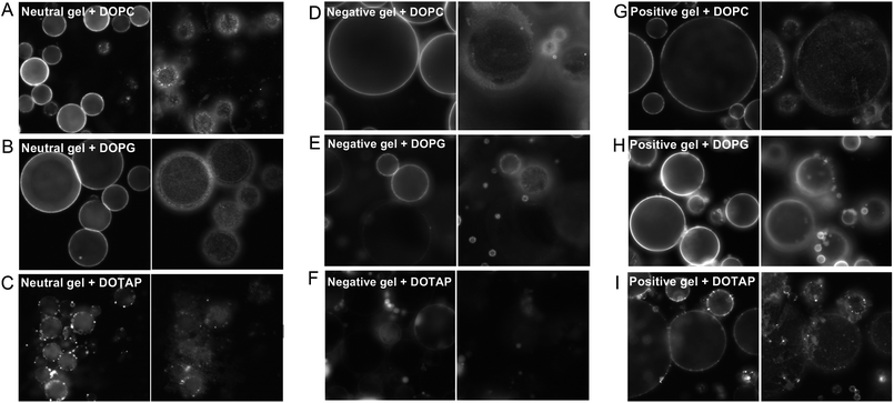 Epi-fluorescence micrographs of the liposome–gel complexes with different charge combinations. The left panels are focused on the middle plane of the gels and the right panels are focused toward the glass surface.