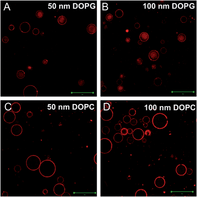 Confocal fluorescence micrographs of 50 nm DOPG (A), 100 nm DOPG (B), 50 nm DOPC (C) and 100 nm DOPC (D) diffusing into neutral gels. Scale bars = 50 μm.