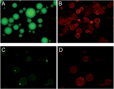 Epi-fluorescence micrographs of Rh-labeled DOPC (A and B) or DOPG (C and D) coated cationic hydrogel microparticles mixed with a FAM-labeled 12-mer DNA. Both the FAM fluorescence (A and C) and lipid fluorescence (B and D) are shown.