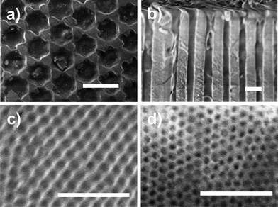 Scanning electron microscopy images of PCL-7700 infiltrated in self-ordered AAO. (a) Surface and (b) cross-section of AAO/PCL with a pore diameter of 200 nm, (c) surface of AAO/PCL with a pore diameter of 65 nm and (d) with a pore diameter of 25 nm. The white scale bars are 500 nm.