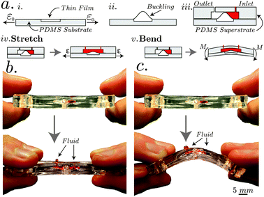 (a) Schematics illustrating the fabrication and functionality of a device with an internal flexible valve. (i) The substrate is stretched and then a thin film is bonded to it. (ii) Upon releasing the initial strain, the thin film buckles to an arch, and (iii) the substrate is fabricated into a microfluidic device, and the arch closes the channel. Applying an external mechanical loads such as (iv) stretching and (v) bending, partially opens the valve and allows fluid flow. (b and c) Images of the fabricated device that allows the fluid flow upon stretching and bending.