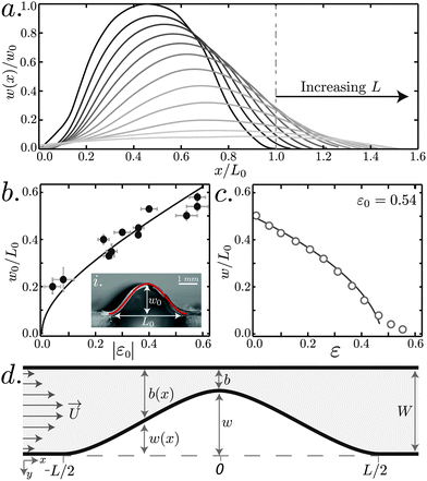 (a) Experimentally measured profilesExperimental profiles have to be shifted so that the maximum of the profile occurs at x = 0 to compare with w̃(x). of buckled thin films as each structure is stretched from its initial length L0 = 1.2 mm to a new length L. (b) The initial deflection of the center of the arch w0/L0 after fabrication is plotted as a function of the strain and eqn (1), and the inset (i) shows the cross section of an arch overlaid with the theoretical curve. (c) The height of the arch at its center w/L is plotted as a function of strain with eqn (2) and the identity W = w + b. (d) A schematic of fluid flow within the microfluidic device. A fluid with velocity U⃑ flows from −L/2 to L/2 over an elastic arch with the shape w (x). The height of the gap is described by the compliment of the arch's height, b(x), that spans the channel height W.