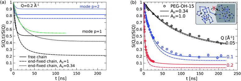 (a) The primary relaxation mode of the end-fixed chain (dashes) has greater freedom than the free chain (lines). The initial decay with reduced mode amplitude Ap (dots) mocks a slowed Rouse rate (green line). (b) The model overestimates the motional freedom of the adsorbed chains if the relaxation modes contribute with their full weight (dashes).