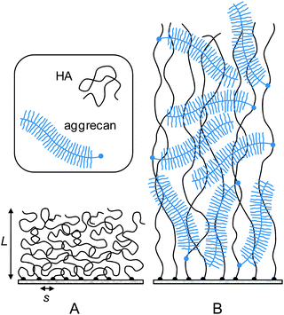 Putative morphology of HA brushes, alone (A) and with aggrecan (B). The cartoon is based on our data and the known molecular interaction between aggrecan and HA. The film thickness, the contour lengths of HA, aggrecan and its GAG side chains are drawn approximately to scale. The diameter of the polymer chains, the grafting distance of HA and aggrecan's GAG chains are enlarged for illustrative purposes.