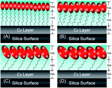 Schematic model to indicate the formation of the monolayer structure of C14K1–4 at the hydrophobic C8/water interface. The thicknesses marked for the chain and head group regions refer to the structure measured at the above CMC.