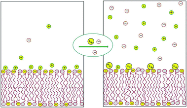 Schematic illustration of the release of monovalent counterions induced by the binding of divalent cations to an acidic lipid membrane.